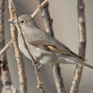Townsend's Solitaire